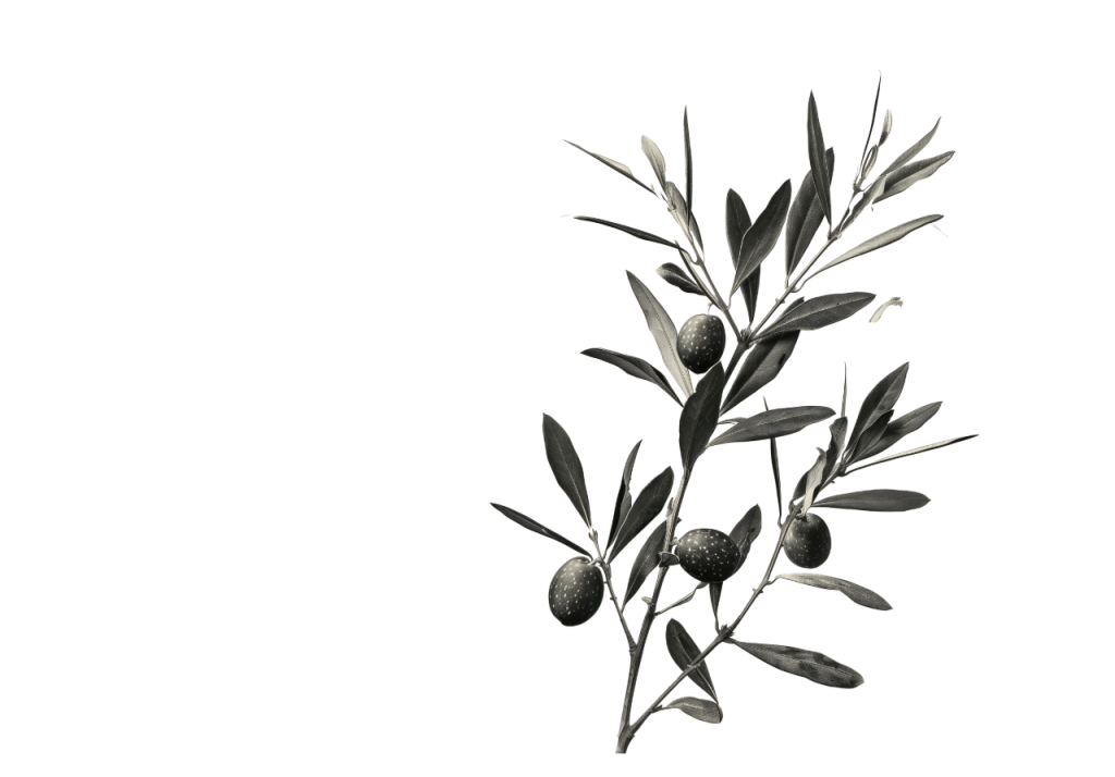 Olive BG